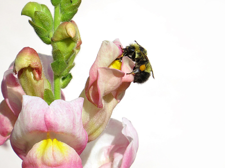 Pollen Collecting