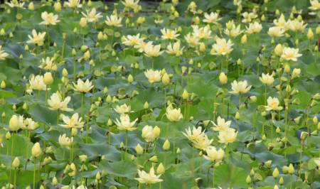 Water Lilies