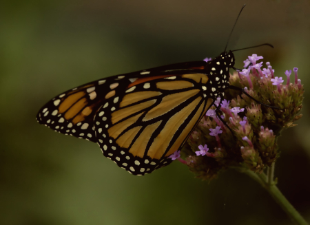 Monarch on Pink