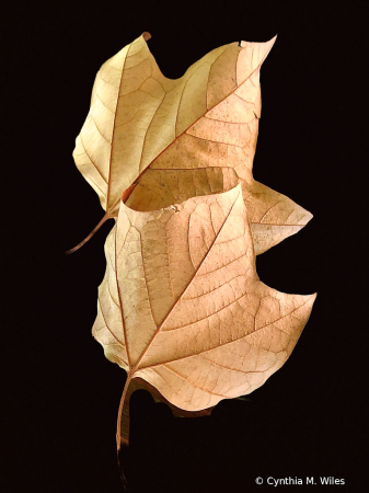 Leaves 