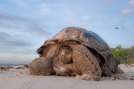 Shy Aldabra Giant Tortoise