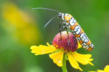 Ailanthus Webworm Moth