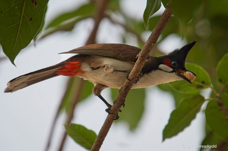 Red-wiskered Bulbul