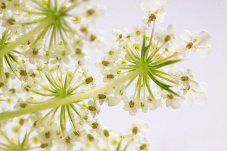 Queen Anne's Flowers