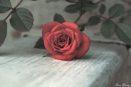 Front Porch Rose