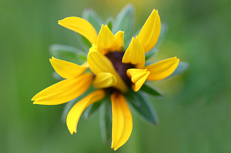 Rudbeckia