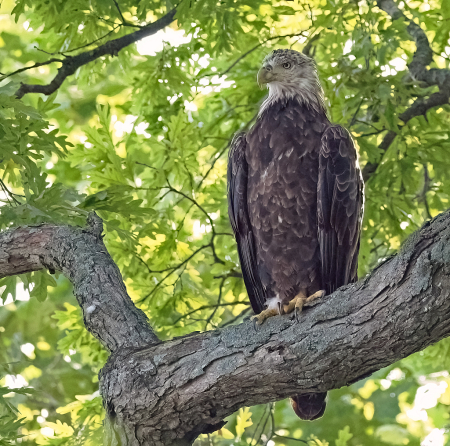 Immature Bald Eagle