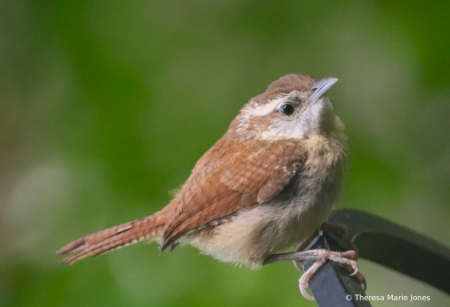 Carolina Wren