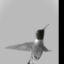 © Theresa Marie Jones PhotoID # 16120579: Hummingbird in B/W