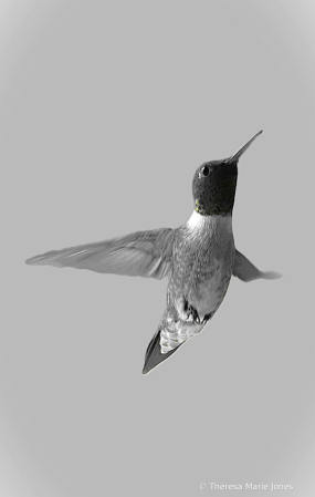 Hummingbird in B/W