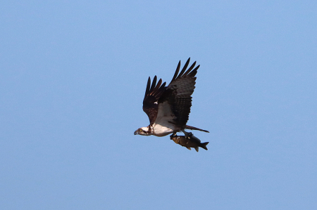 Osprey With a Great Catch