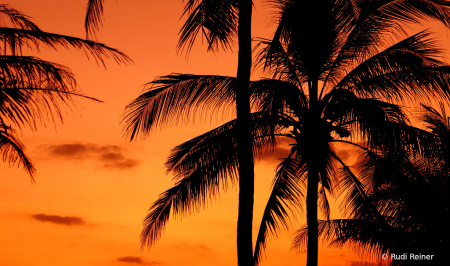 Evening palms