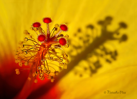 Center of a yellow hibiscus 