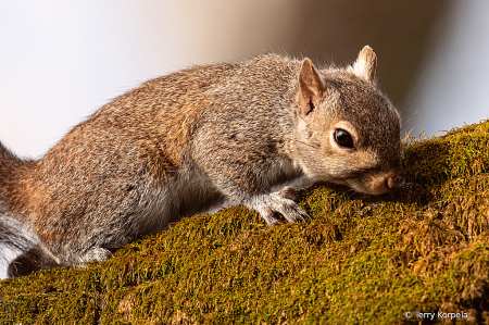 Squirrel at Sycamore Shoals