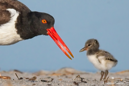 Oystercatcher with Chick