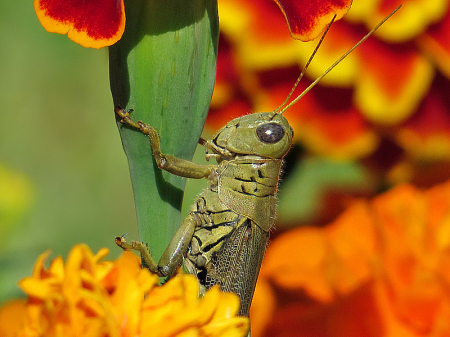 Grasshopper