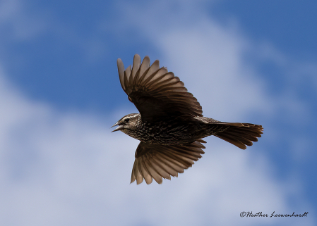 Young Blackbird