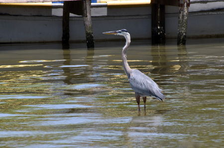 AN EGRET AT THE RIVER