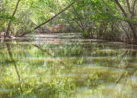 The Pond