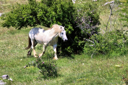 The White Horse