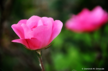 ~ ~ PINK ROSE ~ ~ 