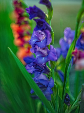 Gladiola Glow