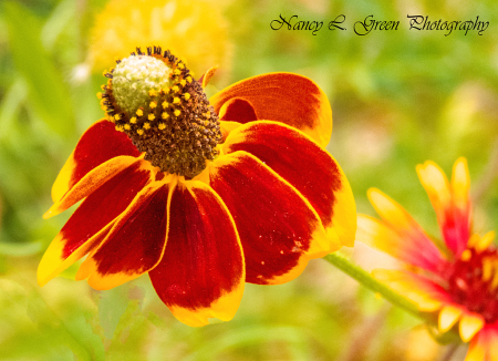 Mexican Hat