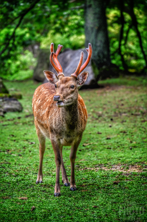 ~ ~ BOWING DEER OF NARA ~ ~ 