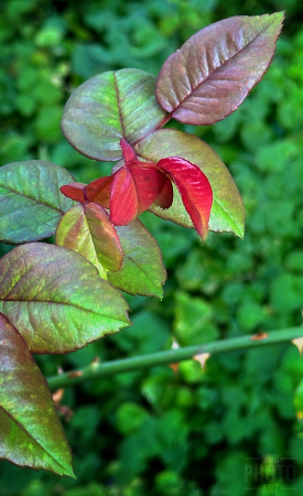 ~ ~ ROSE GROWTH ~ ~ 