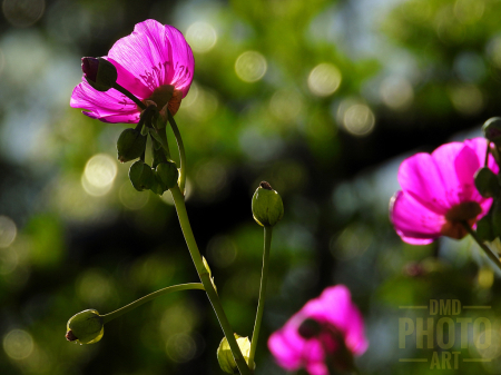 ~ ~ FUSCHIA GLOW ~ ~ 