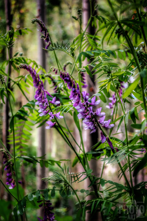 ~ ~ PURPLE FLOWERS ~ ~ 