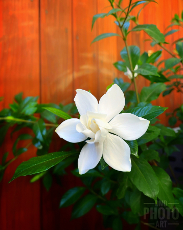 ~ ~ GARDENIA ~ ~ 