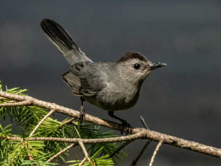 Catbird