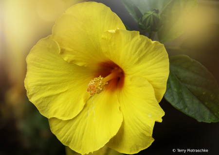 Yellow Hibiscus