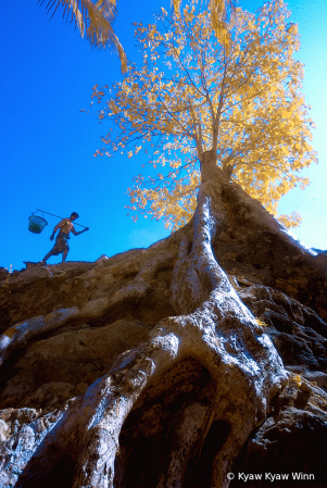 Man and tree