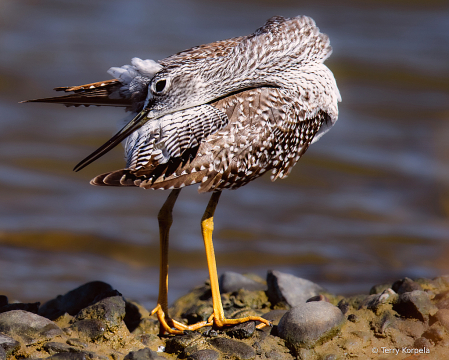 Preening