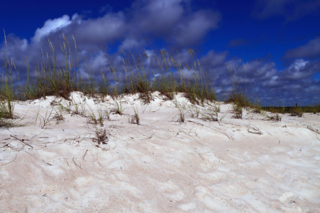 Coastal Dune