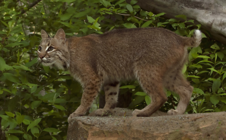 Bobcat