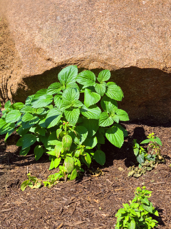 Rock and Plant