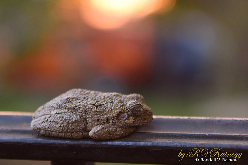 Knee Deep Frog on the railing...