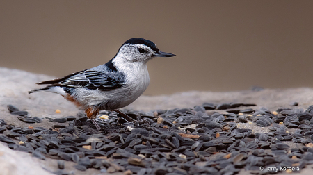 White-breasted Nuthatch