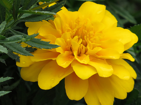 Yellow Marigold