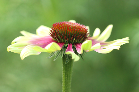 Green Twister Coneflower