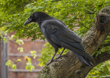 Common Raven