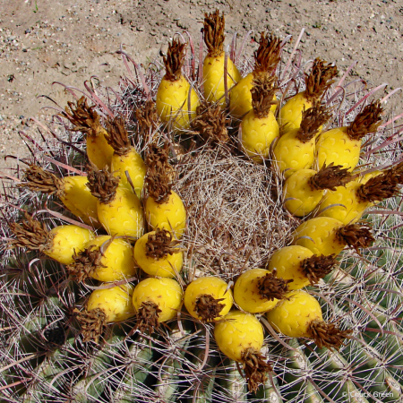 Barrel Cactus Fruit