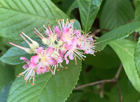 pepperbush