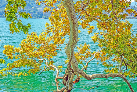  Branches on the lake in Northern Italy.