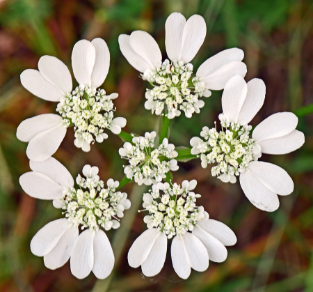 Floral design in white.