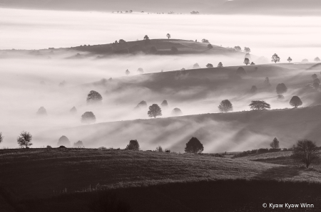 Misty and Small Trees