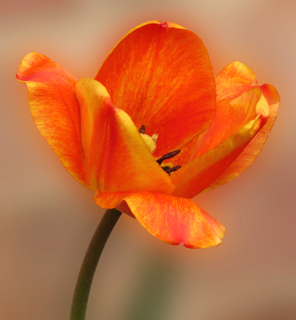 Tulip In April